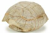 Inflated Fossil Tortoise (Stylemys) - South Dakota #373014-1